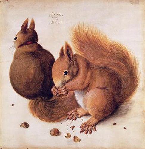 Albrecht Dürer - Eichhörnchen