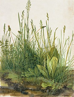 Albrecht Dürer - Das grosse Rasenstück