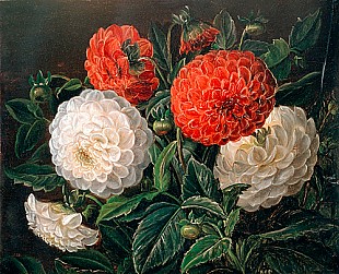 Johan Laurentz Jensen - zugeschr. - Blumenstilleben