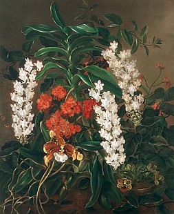 Prinzessin Augusta von Hessen-Kassel - Blumenstilleben mit Orchideen