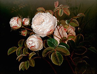 Johan Laurentz Jensen - Stilleben mit aufblühenden weißen Rosen