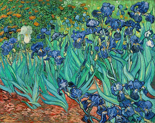 Vincent van Gogh - Iris