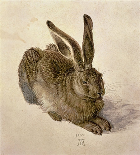 Albrecht Dürer - Junger Feldhase