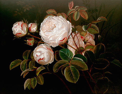 Johan Laurentz Jensen - Stilleben mit aufblühenden weißen Rosen